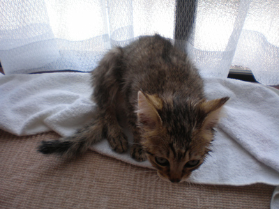 お風呂に入れられてうぇーん・・・なマメ