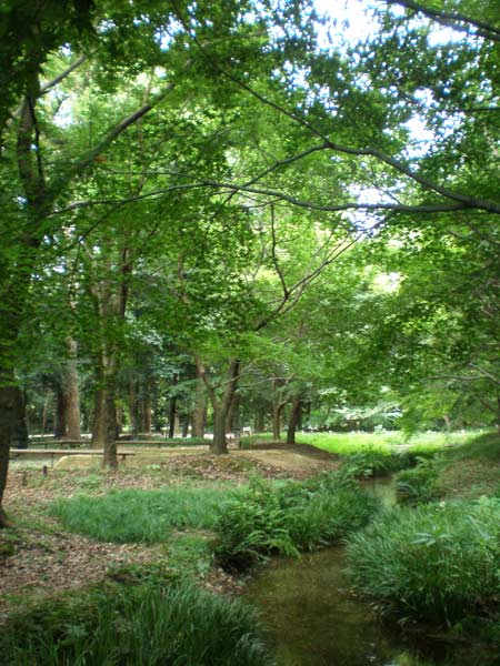 糺の森（ただすのもり）