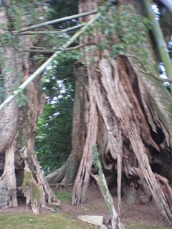 川辺の大楠