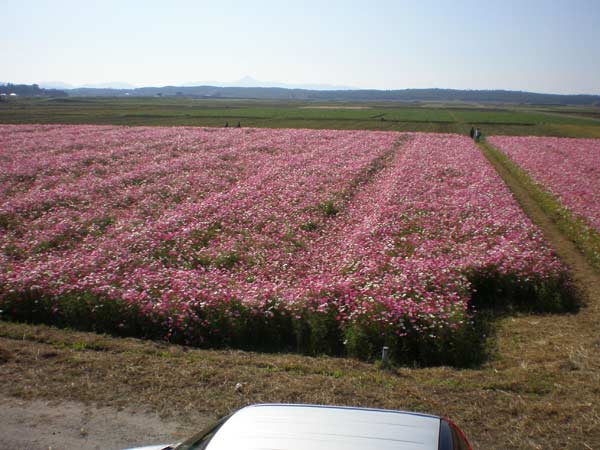 コスモス畑