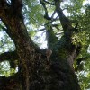 鹿児島神社のご神木