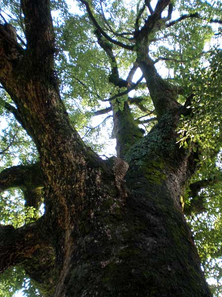 111118_1 鹿児島神社のご神木
