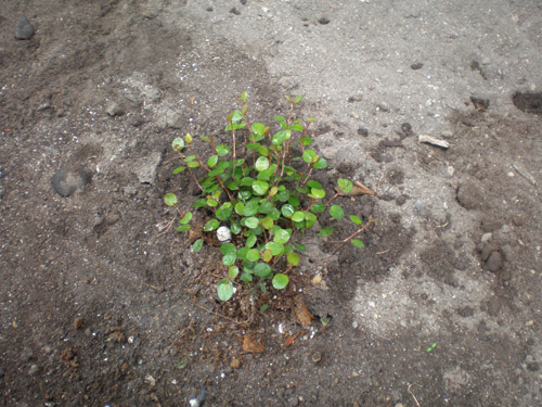 ワイヤープランツ ワイヤープランツ