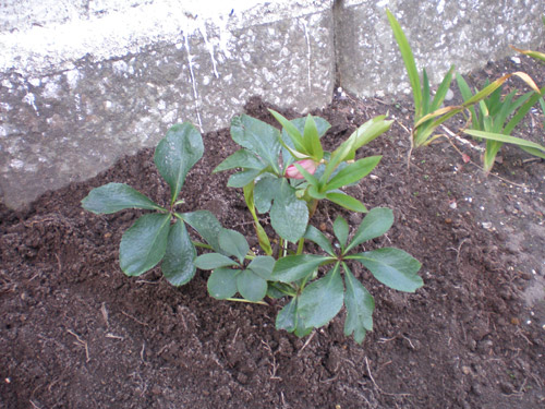 クリスマスローズ クリスマスローズ