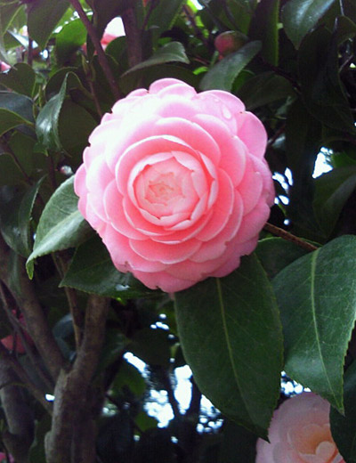 八重の椿 八重の椿