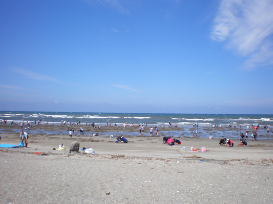 入来浜へ潮干狩り