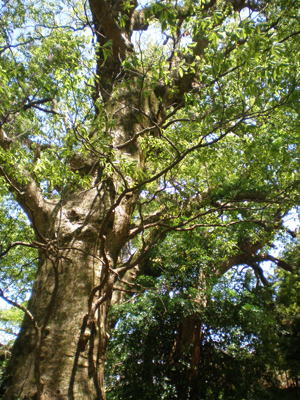 大汝牟遅神社の千本楠