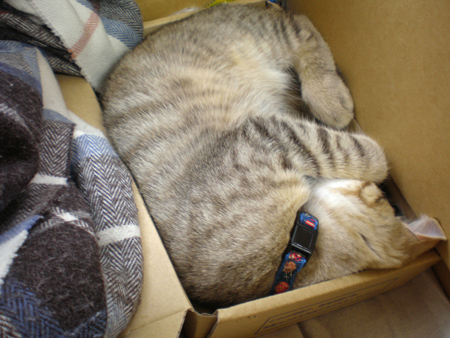 ぎうぎう ぎうぎう