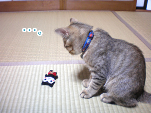 マメ、ご対面 マメ、ご対面