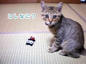 なんですか?これ。 なんですか?これ。