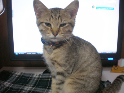 パソコンよりマメでしょ