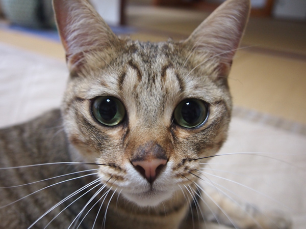 そうにゃ!偽腹にゃ!