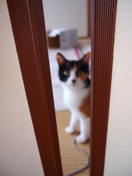 ミケ柄のあんちゃん