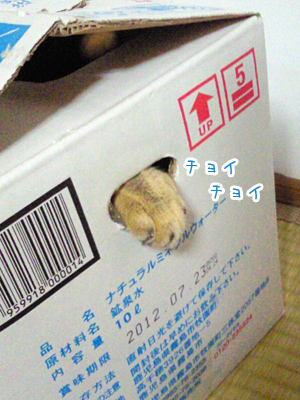 おや？不思議なものが・・・