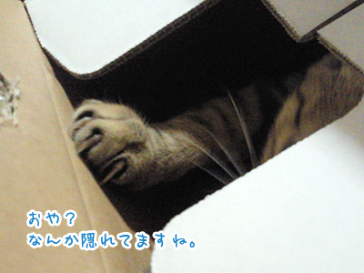 ん？なんか入ってますね