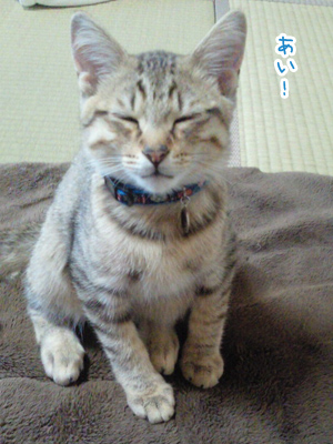 お留守番がんばった! お留守番がんばった!