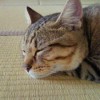 ねこまったり