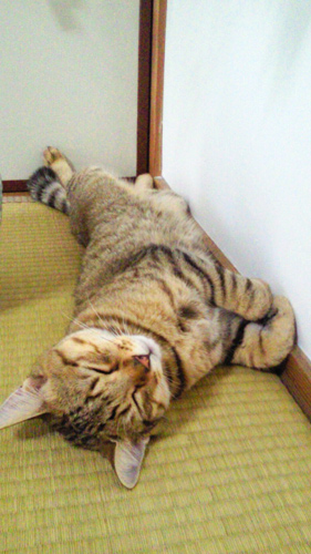 おなか暑いでやんす