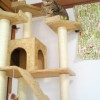 キャットタワーに登ってご満悦