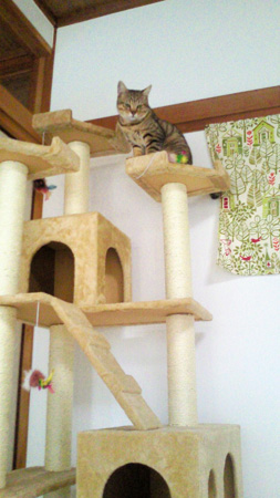 キャットタワーに登ってご満悦