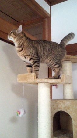 キャットウォークへの階段さぁ！