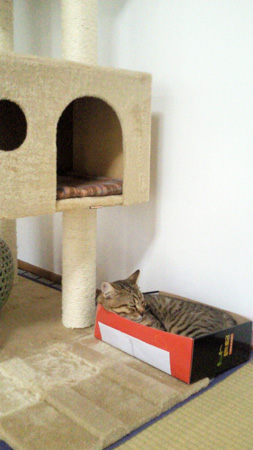 やっぱり箱がいいにゃ。