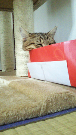 つかわないにゃ！