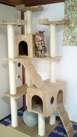 キャットタワーがやってきた