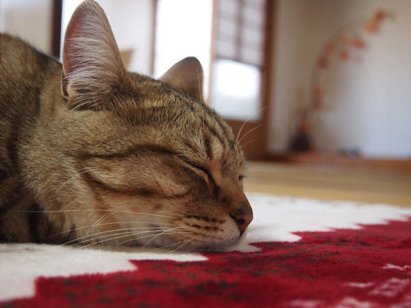 カメラきらい。