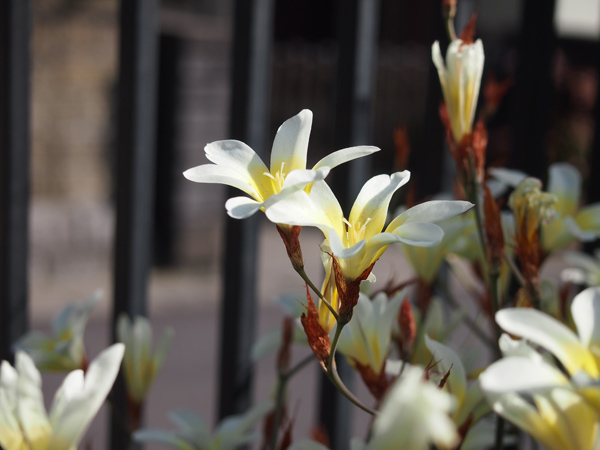 勝手に咲き乱れる花