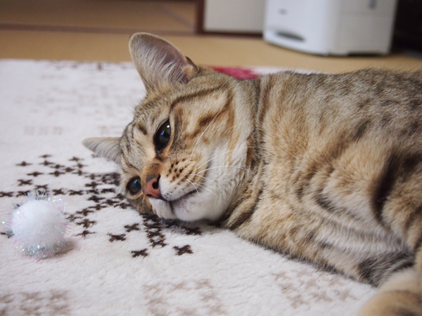 ボール投げてほしいの