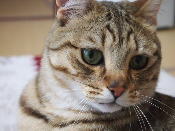 遊ぶの?ねぇ、遊ぶの?