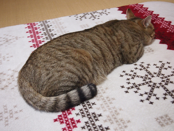 マメ、ぶーたれる。