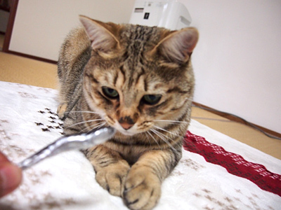 これはなんですか？