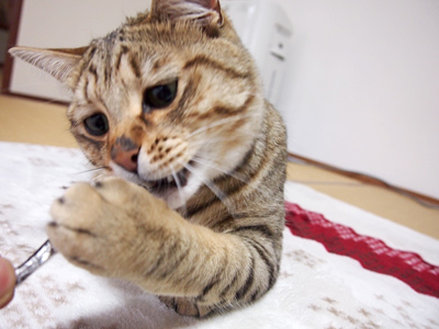 とりあえずネコパンチ！