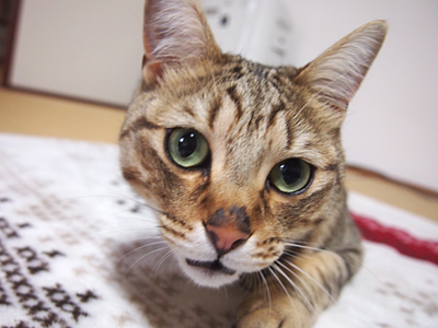 いりこ、没収。