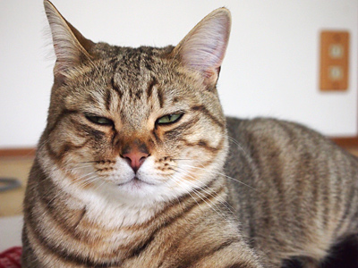 ふまーん！いりこ没収されてふまーん！！