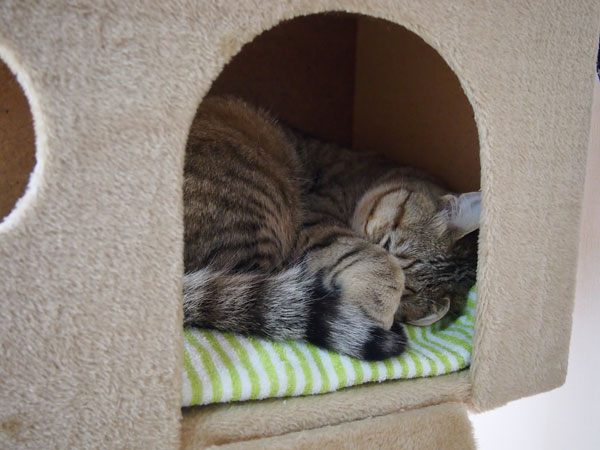 キャットタワーで眠る