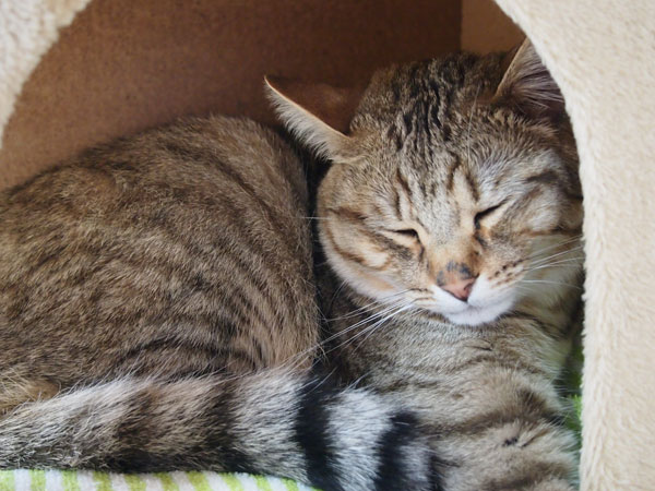 パシャパシャうるせーんだヨ