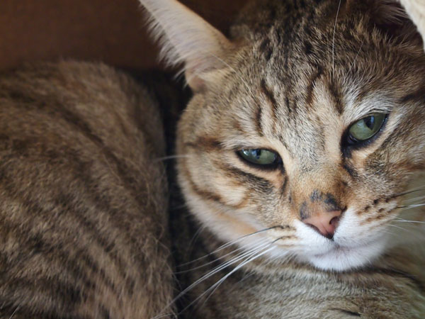 ほんとイー加減にしろヨ！