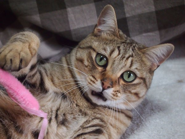 どこいった！？マメさん！！