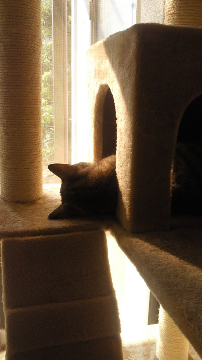 庭をながめるグータラな姿