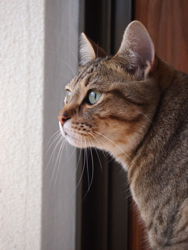 映画の中よりもっと近くに問題のタバコはある