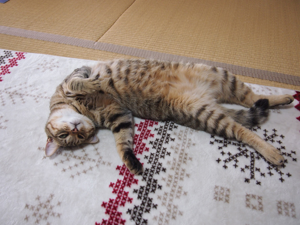 ごろーん。萌え死ねー！