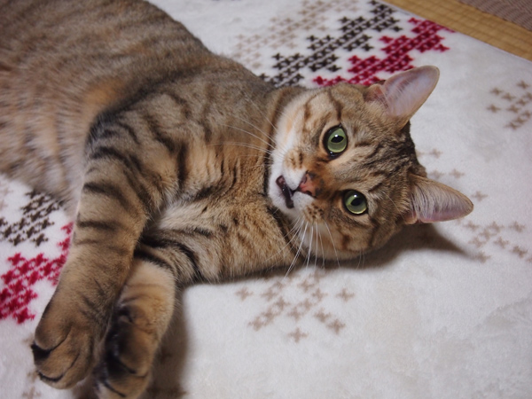 このホカペカバーだいすき。