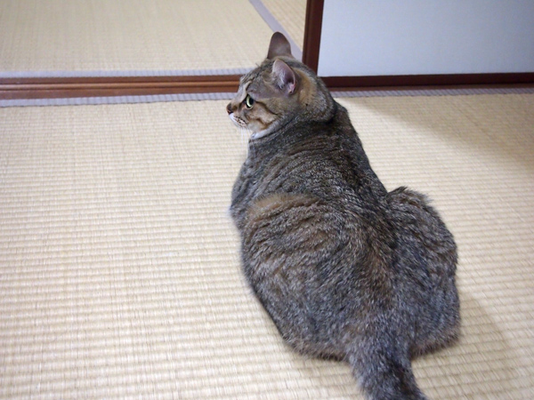 様子を伺うマメさん