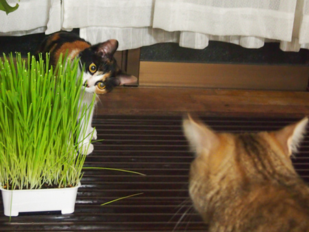 あっ。それはボクの猫草・・・