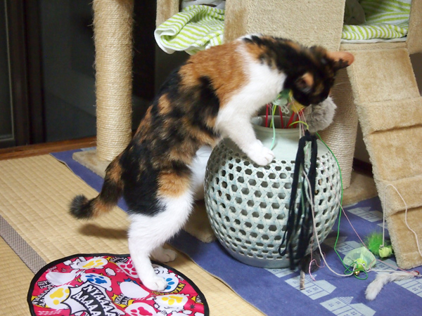 うわーい!オモチャだ!