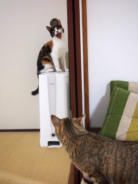 現在の力関係はこんな感じ。