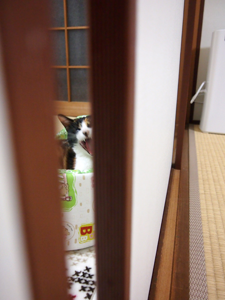 あんこちゃん、余裕のあくび姿